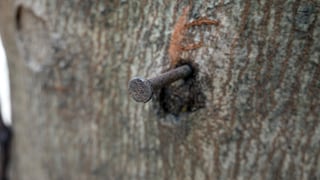 Kupfernagel Baum