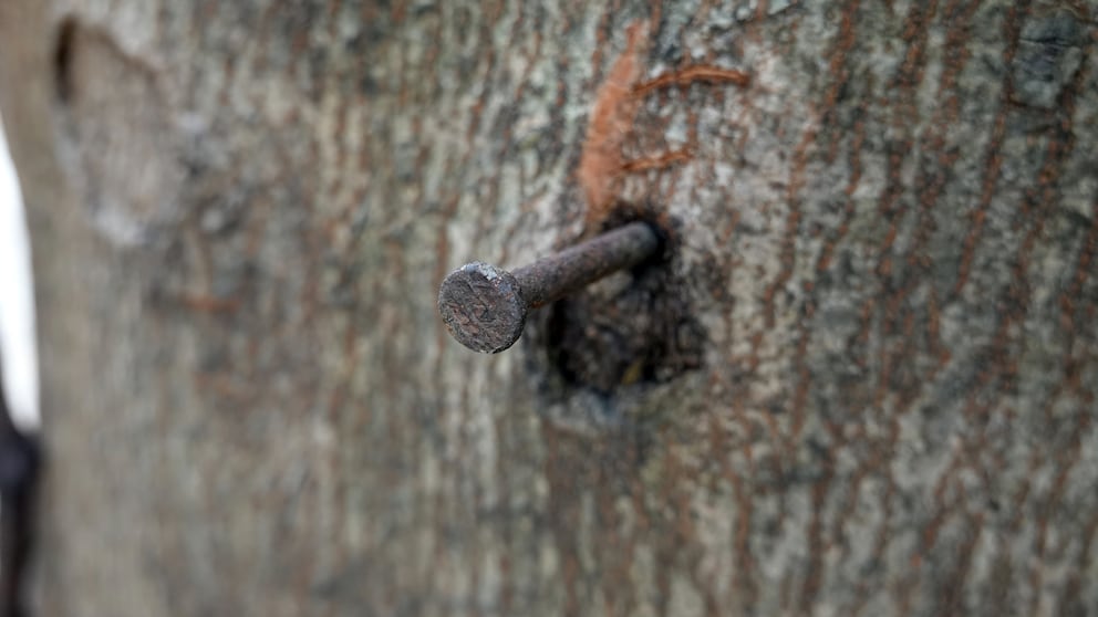 Kupfernagel Baum