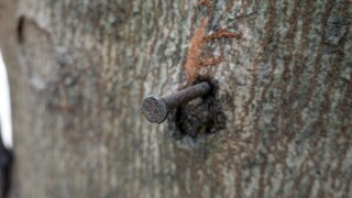 Kupfernagel Baum