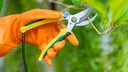 Die Gartenschere sollte man nach jedem Einsatz reinigen, damit sie länger scharf bleibt und keine Krankheiten auf Pflanzen überträgt