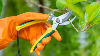 Die Gartenschere sollte man nach jedem Einsatz reinigen, damit sie länger scharf bleibt und keine Krankheiten auf Pflanzen überträgt