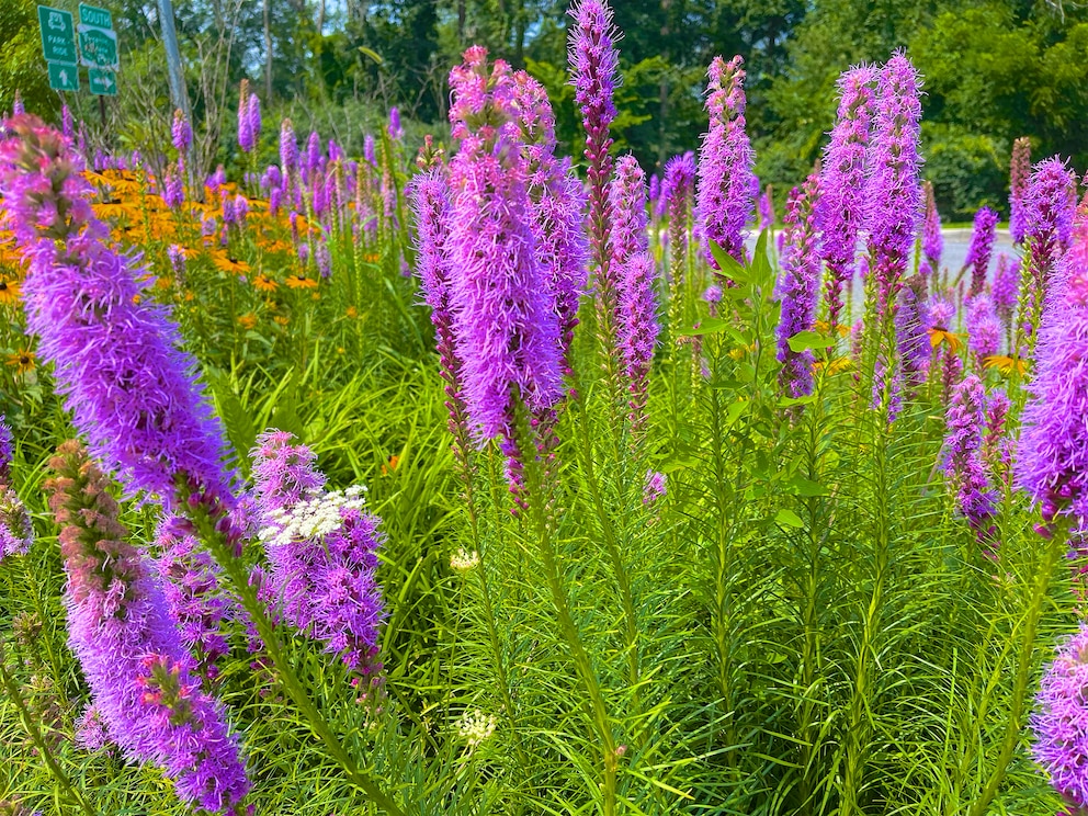 Die Prachscharte ist ein außergewöhnlicher Blickfang im Garten