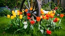 Tulpen gehören einfach zum Frühling dazu. Groß ist die Enttäuschung, wenn sie nicht blühen