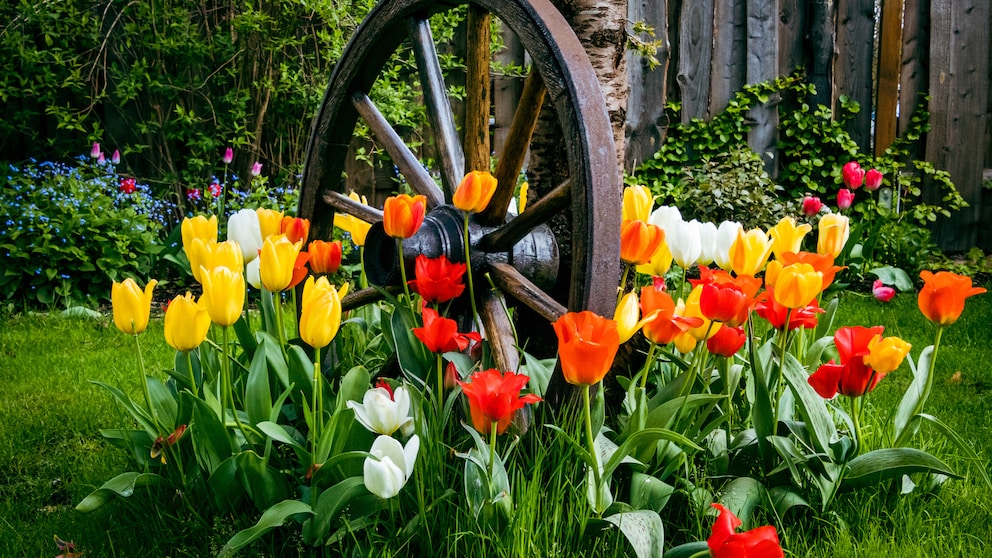 Tulpen gehören einfach zum Frühling dazu. Groß ist die Enttäuschung, wenn sie nicht blühen