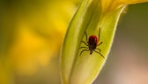 Wie man Zecken aus dem Garten vertreiben kann