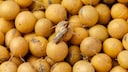 Lebensmittelmotten sind relativ klein und bräunlich gefärbt