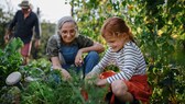 Gartenarbeit kann manchmal ganz schön teuer sein, muss sie aber nicht. Es gibt Tipps und Tricks, wie man im Garten Geld sparen kann