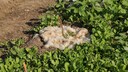Schwafwolle als Dünger im Garten