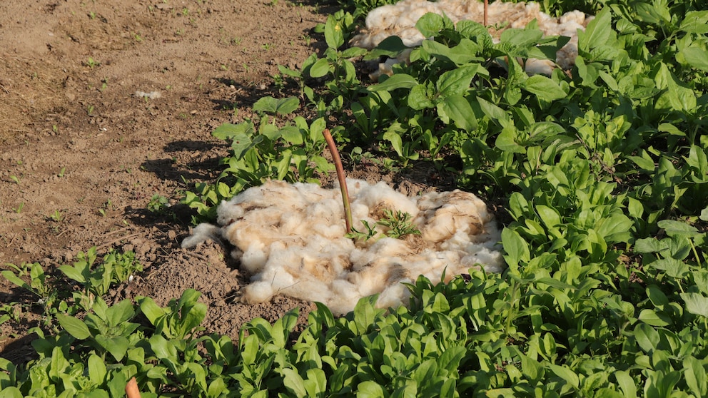 Schwafwolle als Dünger im Garten