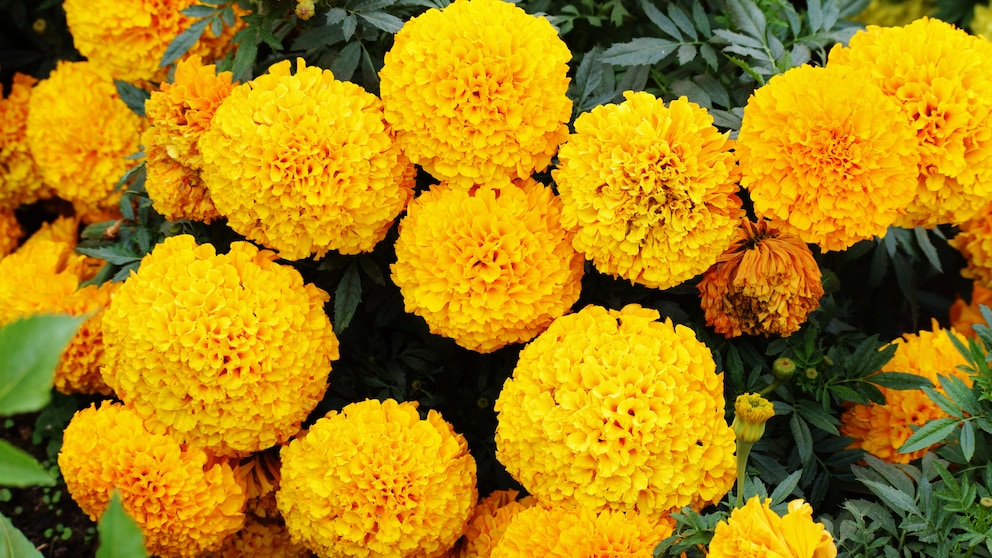 Tagetes