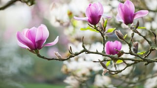 Magnolien sind pflegeleicht und zeigen am richtigen Standort Jahr für Jahr eine üppige Blütenpracht