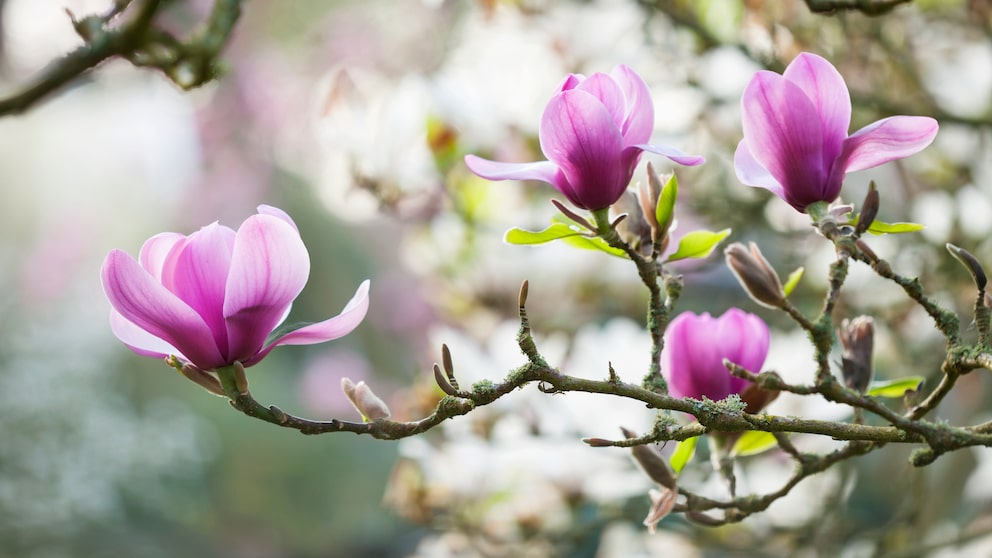 Magnolien sind pflegeleicht und zeigen am richtigen Standort Jahr für Jahr eine üppige Blütenpracht
