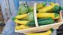 Zucchini-Sorten