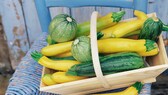 Zucchini-Sorten