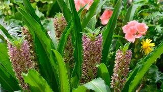Die Schopflilie verbreitet exotisches Flair im Garten