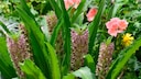 Die Schopflilie verbreitet exotisches Flair im Garten