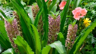 Die Schopflilie verbreitet exotisches Flair im Garten
