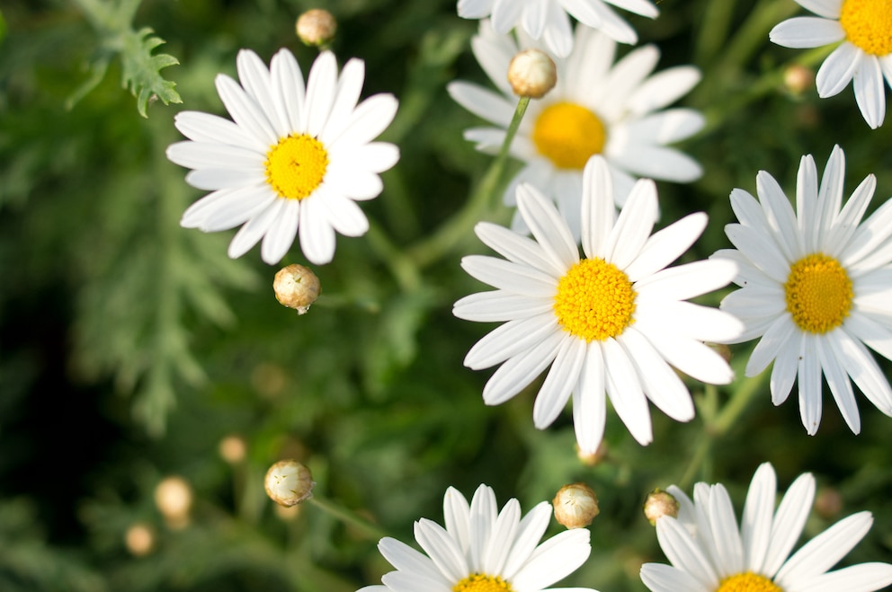 Die Dalmatinische Insektenblume gehört zu der Gattung der Wucherblumen und ist damit sehr ausdauernd