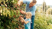 Obstbäume und -sträucher die schnell Früchte tragen