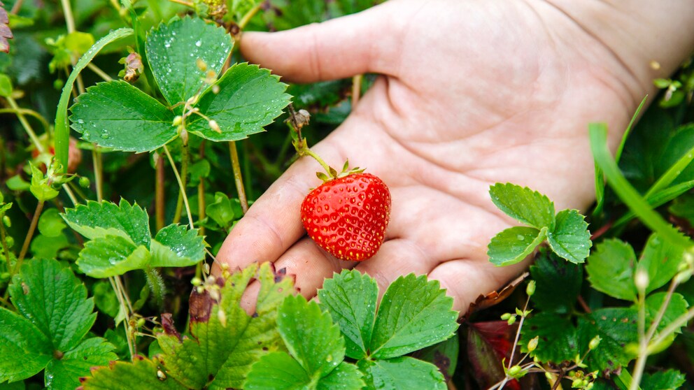 Erdbeeren vermehren