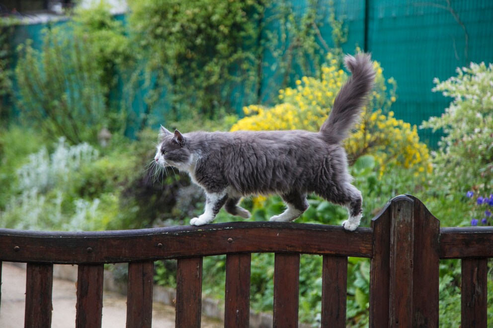 Katzen aus dem Garten vertreiben: 4 schonende Methoden