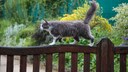 Katzen können für Gartenbesitzer ein Ärgernis sein. Es gibt einige Tipps und Mittel, um die Tiere auf schonende Weise aus dem Garten zu vertreiben