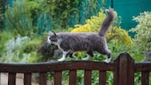 Katzen können für Gartenbesitzer ein Ärgernis sein. Es gibt einige Tipps und Mittel, um die Tiere auf schonende Weise aus dem Garten zu vertreiben