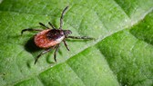 Bis zu 80 Zentimeter hohe Büsche können Zecken im Garten erklimmen, um sich auf die Lauer nach einem Wirt zu legen