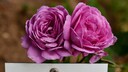 Heidi Klum Rose