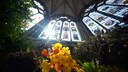 Die vielen verschiedenen Blumen zur Krönung von Charles III. bilden ein breites Spektrum der britischen Flora ab