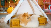 DIY für Hundebesitzer: Mit wenigen Materialien kann man ein gemütliches Hundebeet samt Tipi bauen