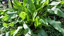 Sauerampfer ist lecker und gesund. Der Anbau ist gar nicht schwer