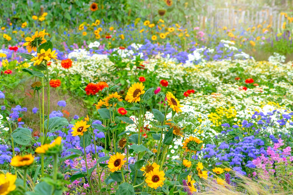 Leider ist so ein Anblick noch viel zu selten. Nicht einmal zehn Prozent der Deutschen haben eine umweltfreundliche Blühwiese im Garten