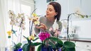 Orchideen