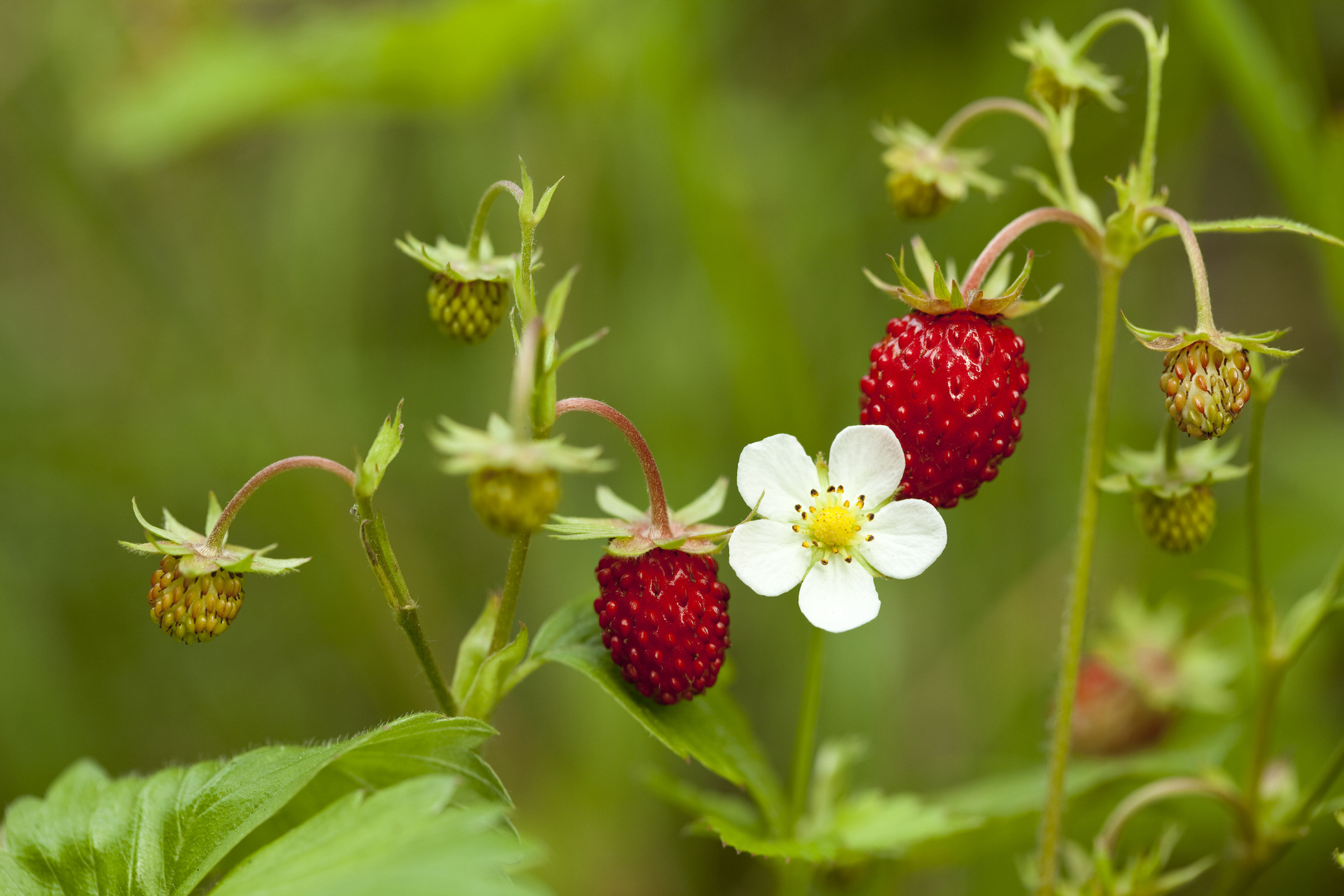 Walderdbeeren im Garten pflanzen: Standort, Boden, Pflege