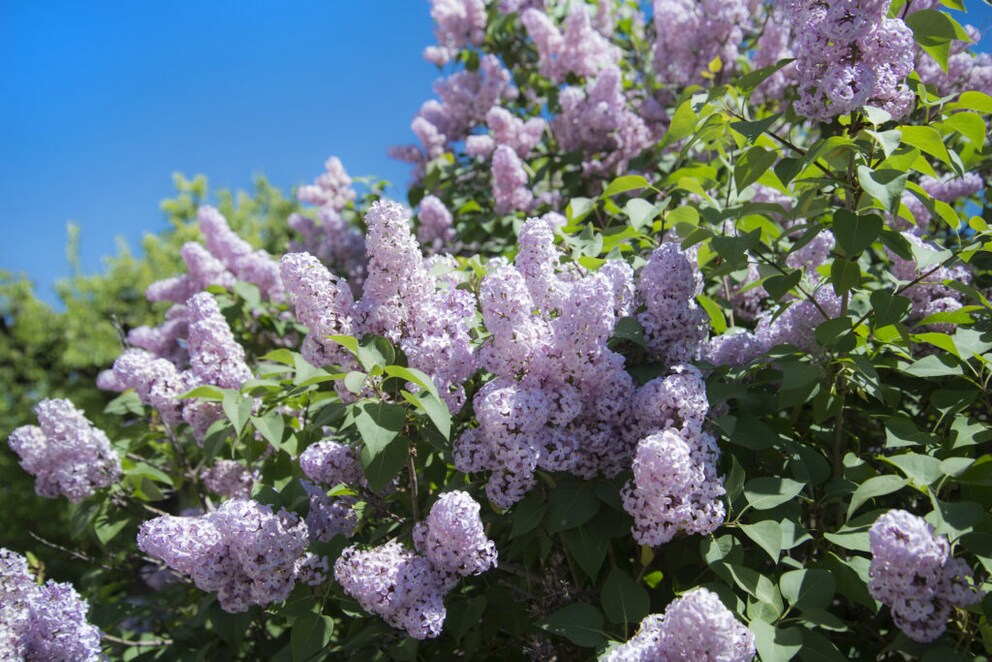 Pruning shrubs in May