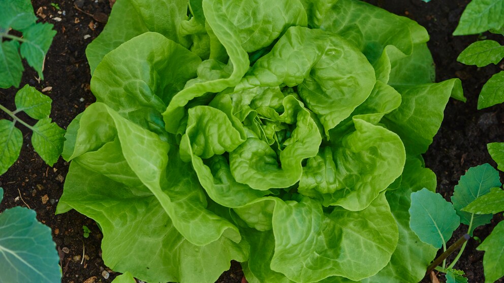 Kopfsalat