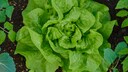 Kopfsalat