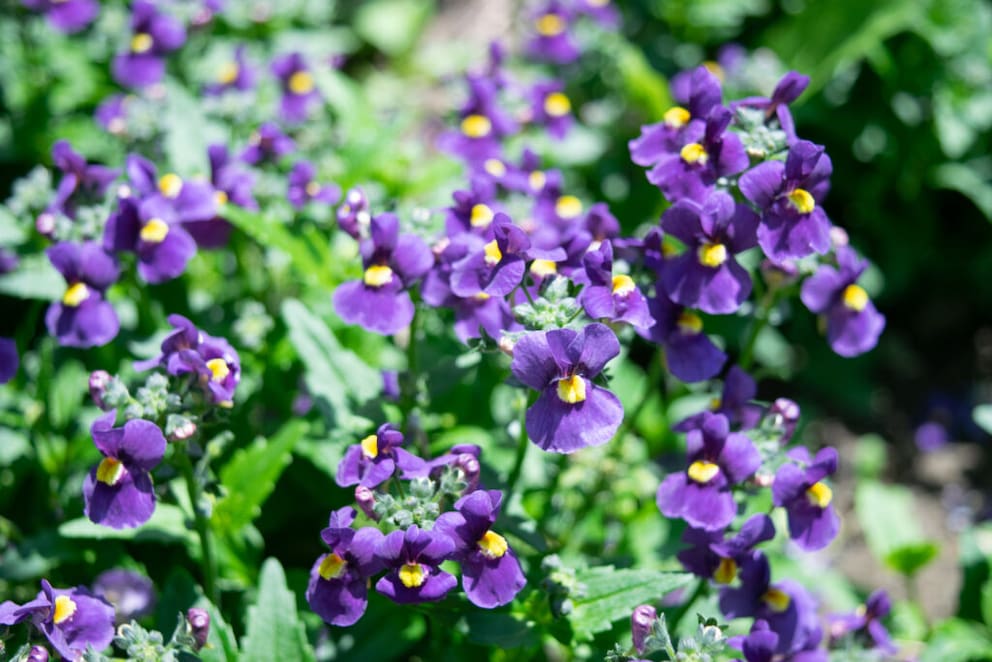 “Elfie” was chosen in the north. It stands out with its intense purple color