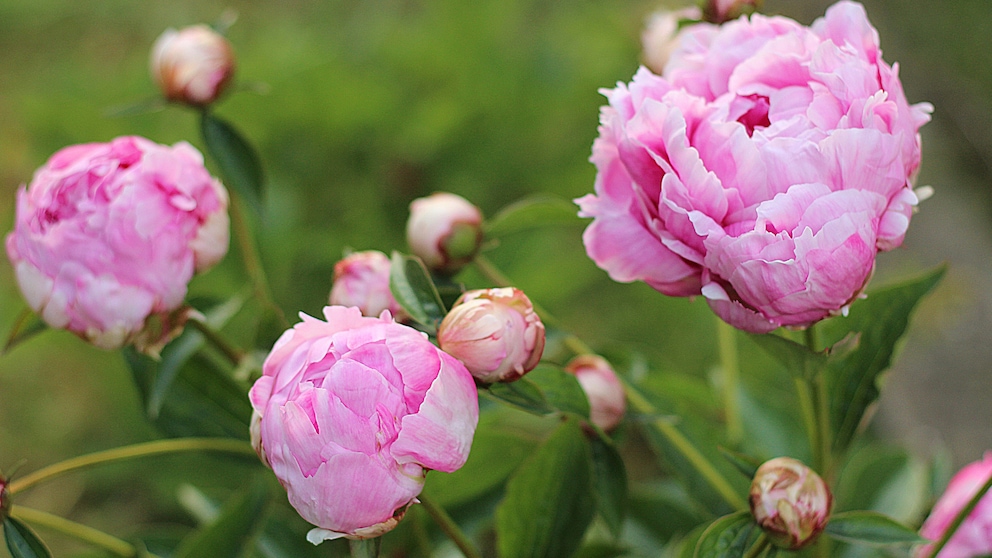 Pfingstrosen sorgen für eine besondere Blütenpracht im Garten