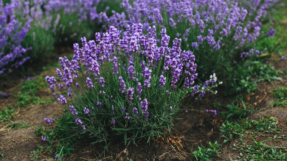 Egal ob auf dem Balkon oder im Garten: Lavendel macht viel her