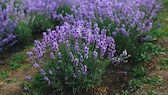 Egal ob auf dem Balkon oder im Garten: Lavendel macht viel her