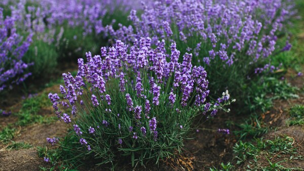 Egal ob auf dem Balkon oder im Garten: Lavendel macht viel her