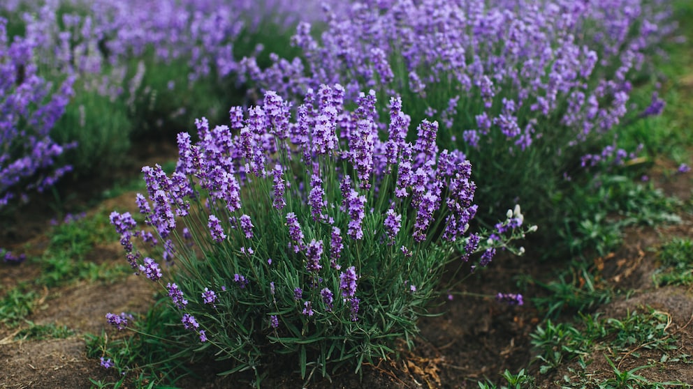 Egal ob auf dem Balkon oder im Garten: Lavendel macht viel her