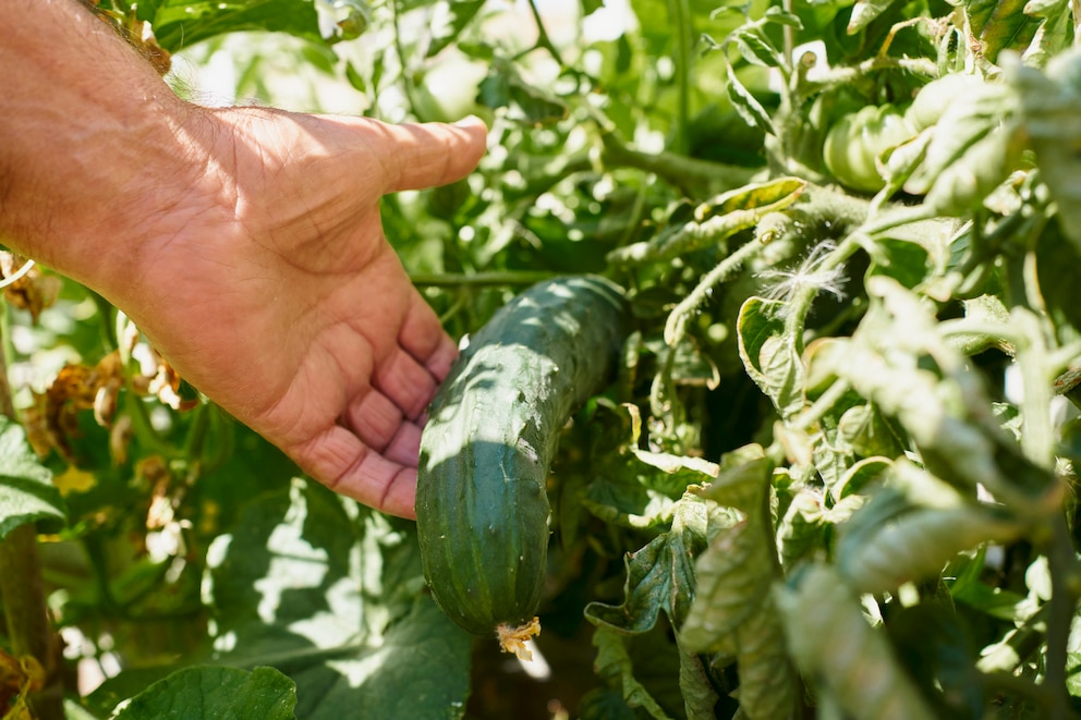 Schmecken Gurken aus dem Garten bitter, liegt das nicht an der Schäl-Technik