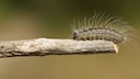 Die Brennhaare der Raupen des Eichenprozessionsspinners enthalten das Nesselgift Thaumetopoein