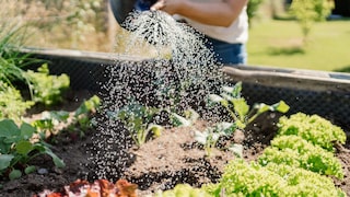 Klimawandel im Garten