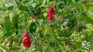 Bratpaprika Pimientos de Padron