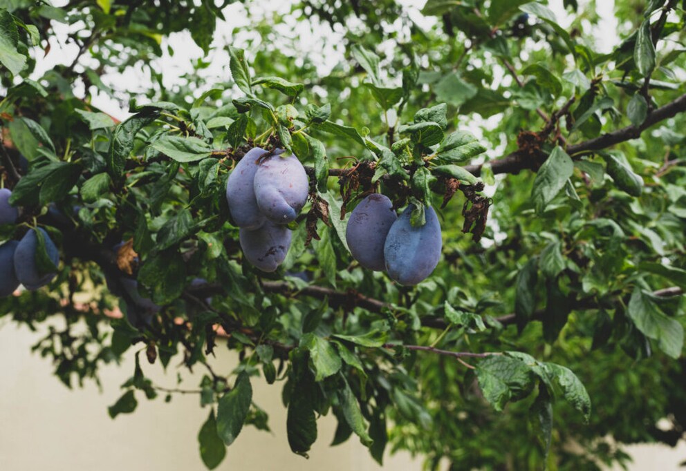 Pruning shrubs in May