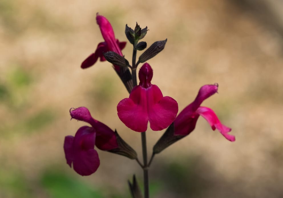 “Dufte Lippen” is a particularly small-bred autumn sage